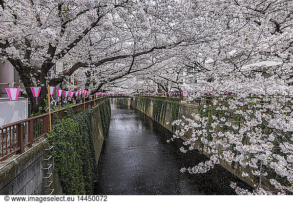 Meguro River under Cherry blossoms  Tokyo  Japan.