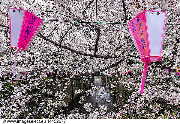 Meguro River under Cherry blossoms  Tokyo  Japan.