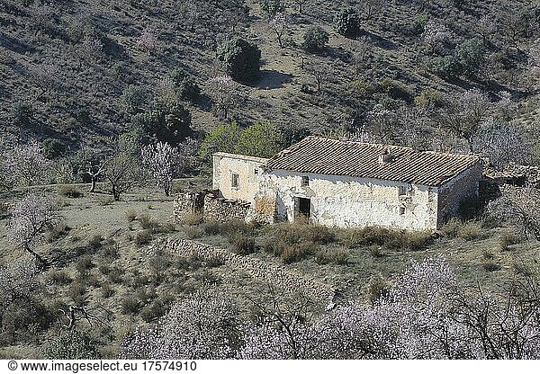 Mehrere blühende Mandelbäume umgeben verlassenes Landhaus  Mandelbäume in voller Blüte  hügelige Landschaft mit Haus  La Losilla  Vélez-Rubio  Almería  Andalucía  Spanien  España  Europa