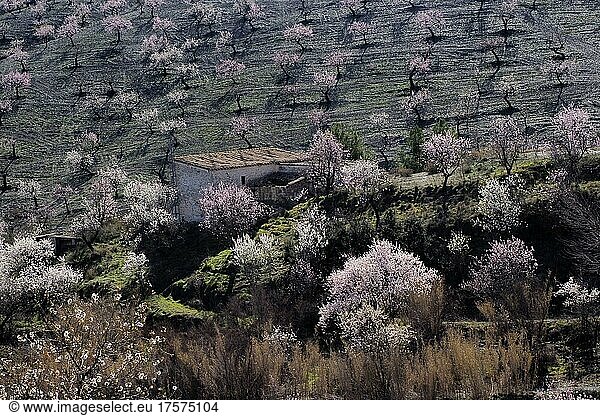 Mehrere blühende Mandelbäume vor Landhaus an Berghang  Mandelplantage in voller Blüte  hügelige Landschaft mit Haus  La Losilla  Vélez-Rubio  Almería  Andalucía  Spanien  España  Europa
