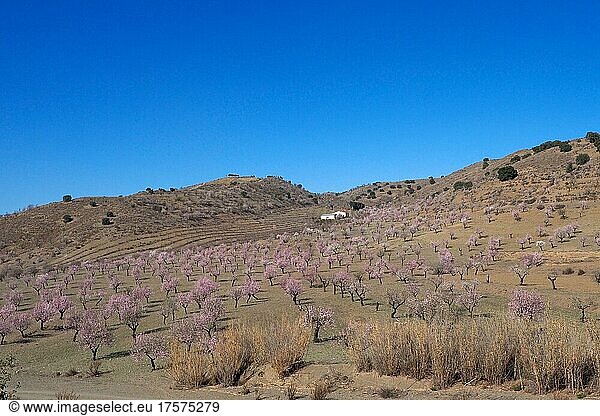 Mehrere blühende Mandelbäume vor Landhaus an Berghang  Mandelplantage in voller Blüte  hügelige Landschaft mit Haus  Vélez-Rubio  Almería  Andalucía  Spanien  España  Europa