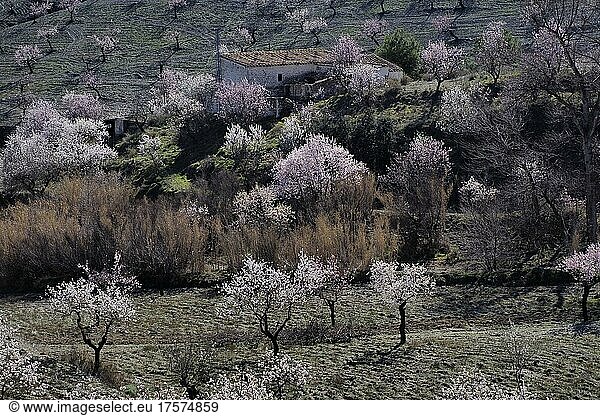 Mehrere blühende Mandelbäume vor Landhaus an Berghang  Mandelplantage in voller Blüte  Vélez-Rubio  Almería  Andalucía  Spanien  España  Europa