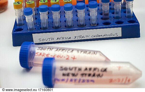 Mehrere Fläschchen mit positivem Befund für eine Covid-19-Infektion der neuen Variante in Südafrika  konzeptionelles Bild.