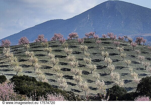 Mehrere Mandelbäume in Blüte an Berghang  blühende Mandelplantage  dahinter Berg  Vélez Rubio  Andalucía  Spanien  España  Europa