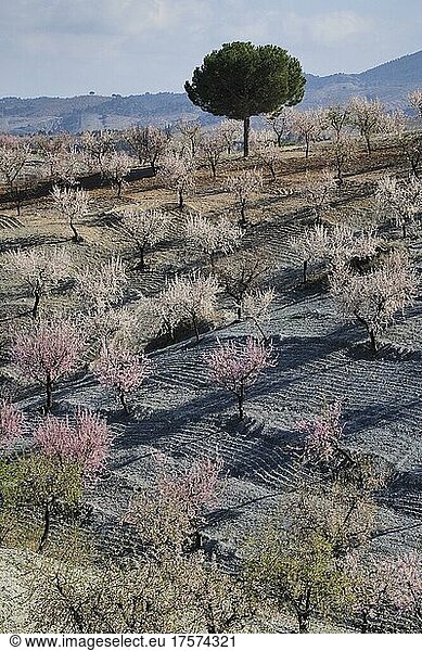 Mehrere Mandelbäume in Blüte an Berghang  blühende Mandelplantage  dahinter Berge  Vélez Rubio  Andalucía  Spanien  España  Europa