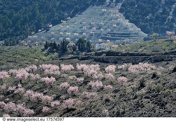 Mehrere Mandelbäume in Blüte an Berghang  blühende Mandelplantage  Vélez Rubio  Andalucía  Spanien  España  Europa
