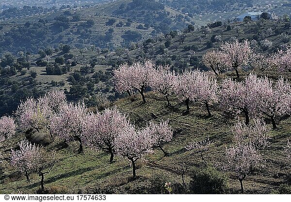 Mehrere Mandelbäume in Blüte an Berghang  blühende Mandelplantage  Vélez Rubio  Andalucía  Spanien  España  Europa