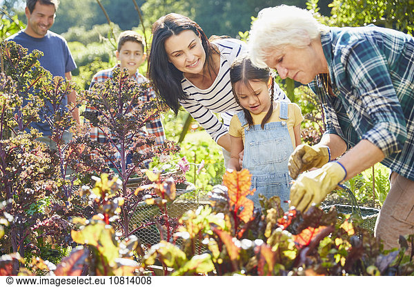 Mehrgenerationen-Familie im Gemüsegarten