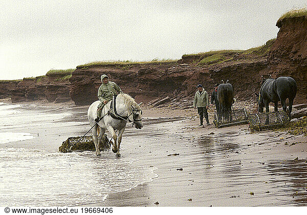 Men and horses in the stormy surf harvesting Irish Moss (Chondrus crispus) on the North Cape of Prince Edward Island  Canada.