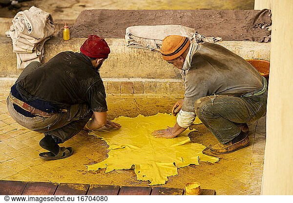 Men dying leather hide yellow in fez tannery in Morocco