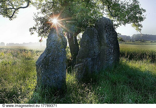 Menhire  Weris  Monolith  Megalith  Belgien  Europa