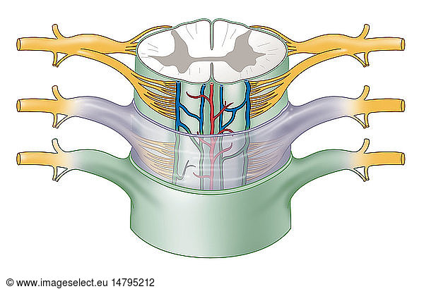 MENINGES MENINGES, DRAWING - The Meninges : The Dura Mater, Arachnoid ...