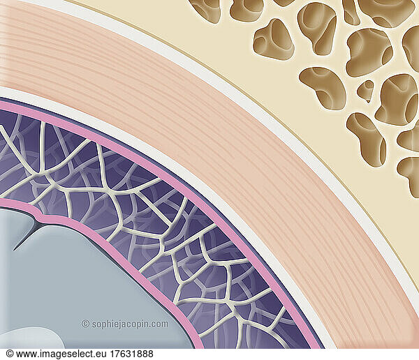 Meninges Surrounding The Brain Meninges Surrounding The Brain Pia