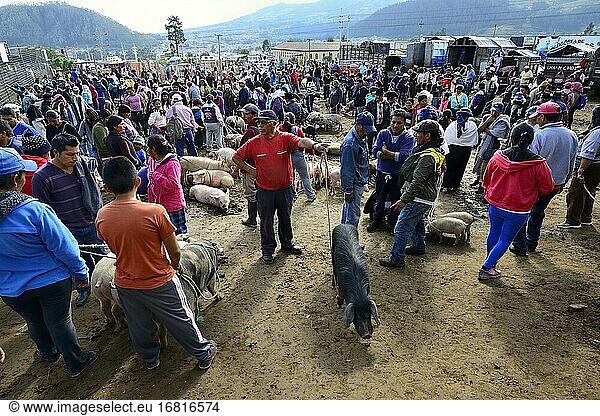 Menschen und Nutztiere am wöchentlichen Viehmarkt  Otavalo  Provinz Imbabura  Ecuador  Südamerika