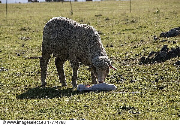 Merino-Schaf  Merinoschafe  reinrassig  Haustiere  Huftiere  Nutztiere  Paarhufer  Säugetiere  Tiere  Merino ewe with newly born lamb  note the ear tag