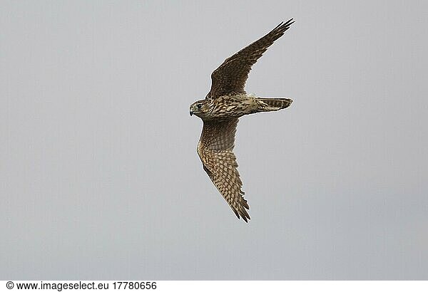 Merlin (Falco columbarius)  erwachsenes Weibchen  im Flug  Peak District  Derbyshire  England  Oktober