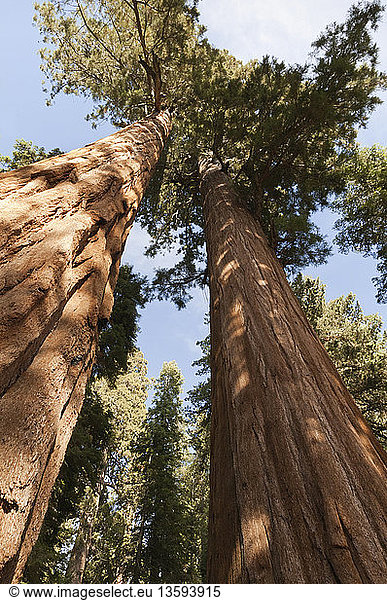 Metasequoia cultivar, Redwood, Green subject.