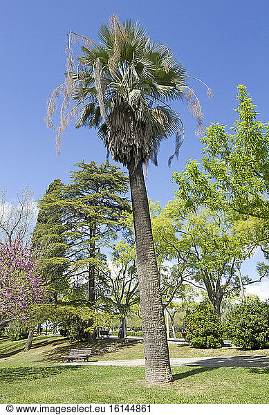 Mexican blue palm (Brahea armata), Parque Eduardo VII, Lisdon, Portugal