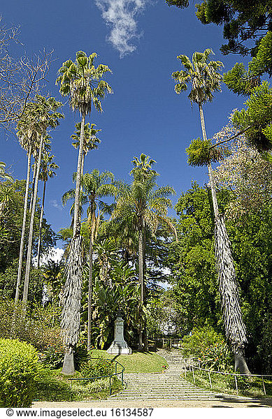 Mexican fan palm (Washingtonia robusta)  queen palm (Syagrus romanzoffiana)  University botanic garden  Lisbon  Portugal