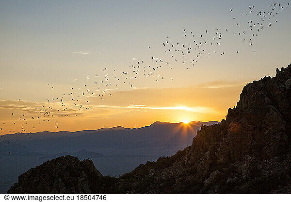 Mexican free-tailed bats (Tadarida brasiliensis) emerge from cave