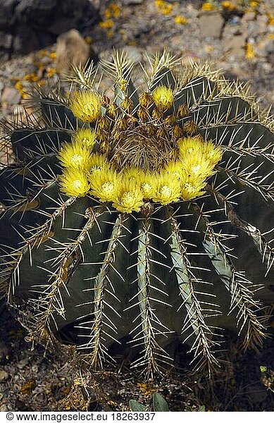 Mexican Golden Barrel Cactus (Echinocactus grusonii)  Arizona  USA  North America
