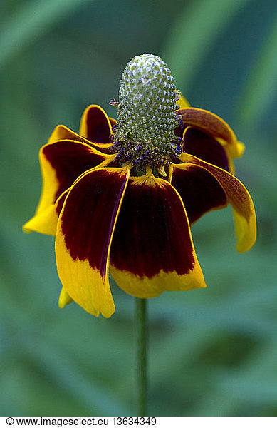 Mexican Hat flower (Ratibida columnifera) garden Lawrence  Kansas