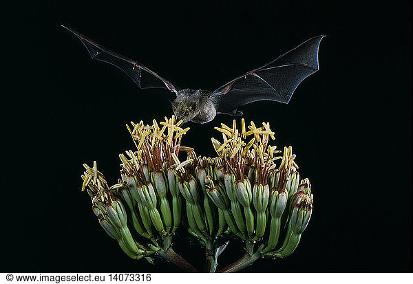 Mexican long-tongued bat at agave