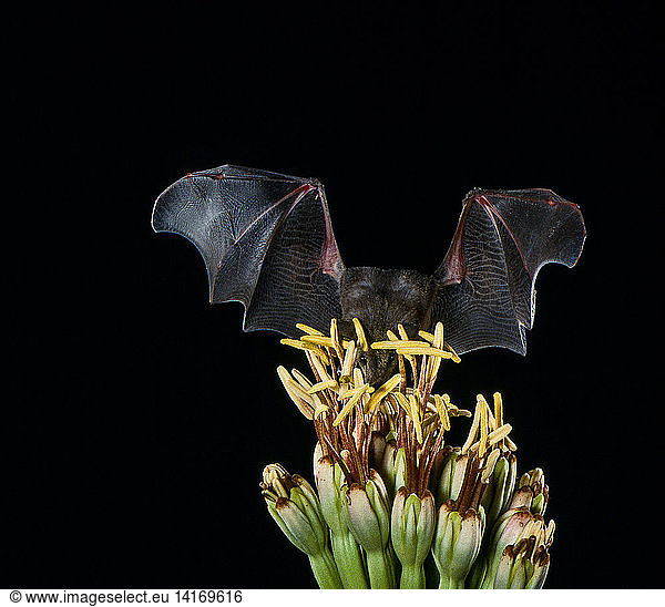 Mexican long-tongued bat at agave