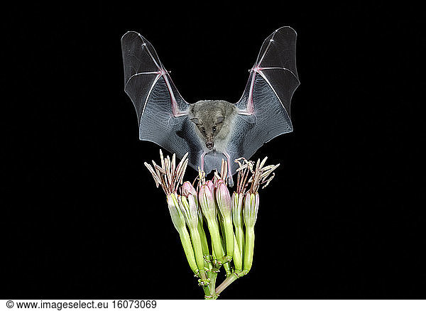 Mexican Long-tongued Bat  Choeronycteris mexicana  coming in to feed on an Agave flower. Amado  Arizona