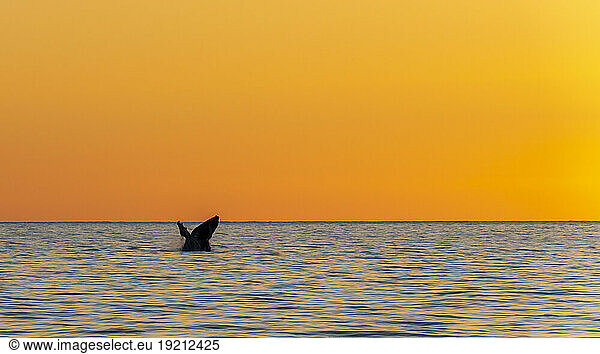 Mexico  Baja California  Tail fin of breaching humpback whale (Megaptera Novaeangliae)