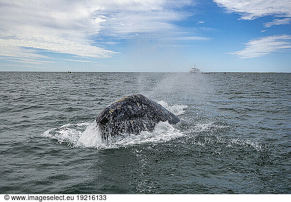 Mexico  Baja California  Tail fin of gray whale (Eschrichtius robustus) breaching in San Ignacio Lagoon