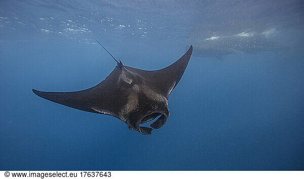 Mexico  Isla Mujeres  Manta ray swimming in sea