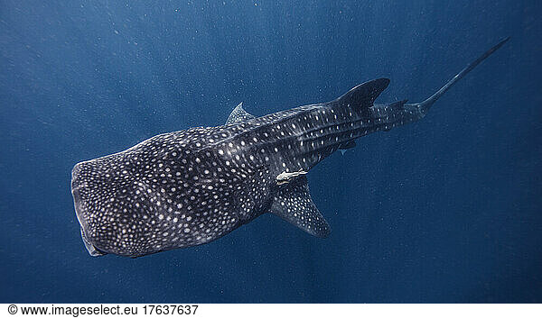 Mexico  Isla Mujeres  Whale shark swimming in sea