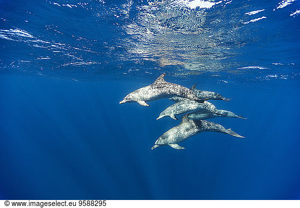 Mexico  Yucatan  Isla Mujeres  Caribbean Sea  Atlantic spotted dolphins  Stenella frontalis
