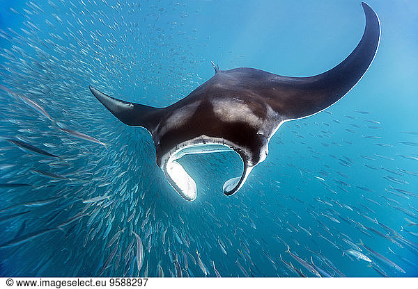 Mexico  Yucatan  Isla Mujeres  Caribbean Sea  Manta ray  Manta  eating plankton