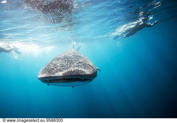 Mexico  Yucatan  Isla Mujeres  Caribbean Sea  Whale shark  Rhincodon typus  and divers