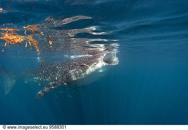 Mexico  Yucatan  Isla Mujeres  Caribbean Sea  Whale shark  Rhincodon typus  eating plankton