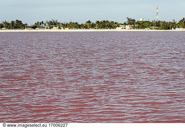 Mexico  Yucatan  Las Coloradas  Shore of red saline lake