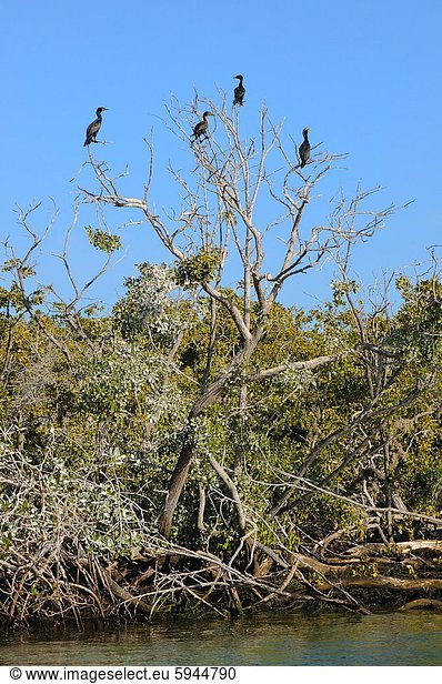 Mexiko  Kormoran  Phalacrocorax carbo  Baja California