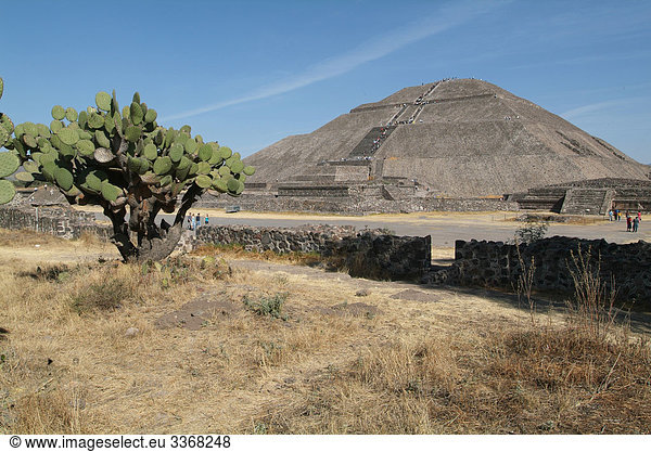 Mexiko  Maya  Ruinen  Teotihuacan  Kaktus  Pyramide  solar Pyramide  platzieren  space  Kultur