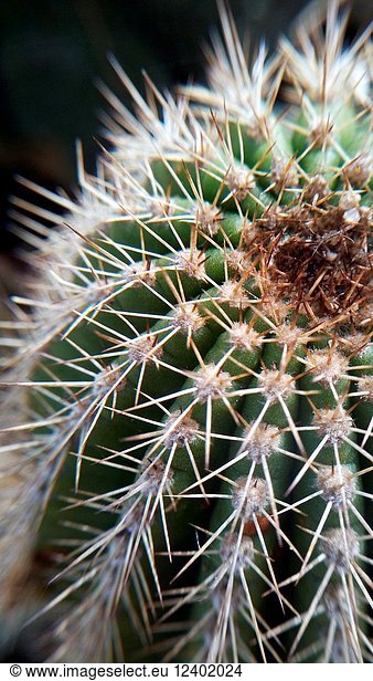 Miajadas  Caceres  Extremadura  Cactus