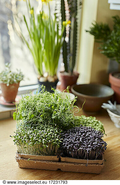 Microgreens growing in tray on wooden surface at home