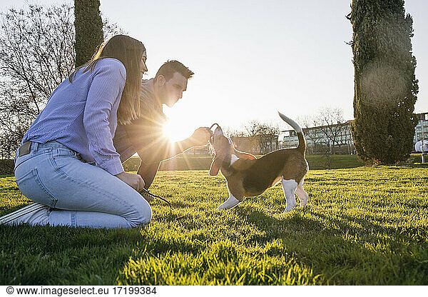 Mid adult couple playing with dog in park during sunset