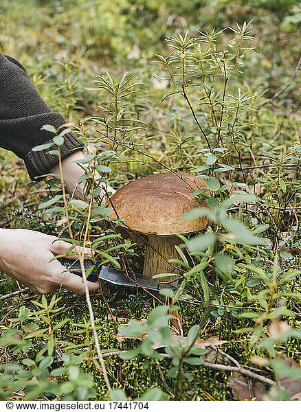Mid adult woman cutting mushroom in forest