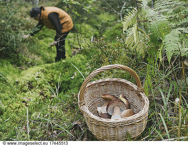 Mid adult woman foraging mushrooms in forest