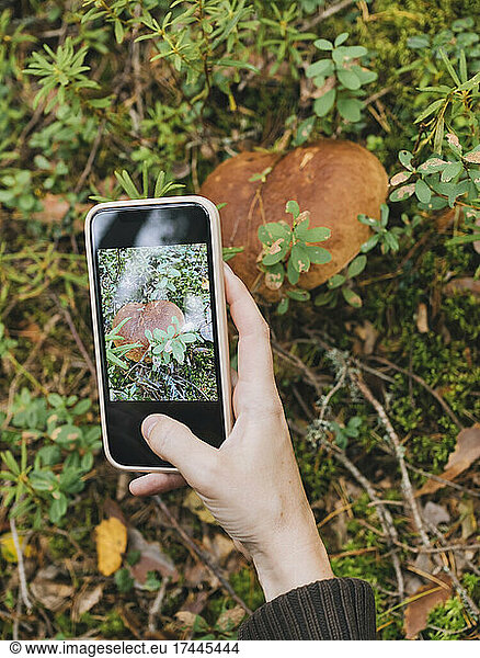 Mid adult woman photographing king bolete mushroom in forest