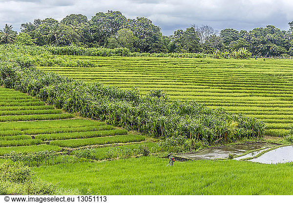 Mid distance view of farmer working in rice paddy