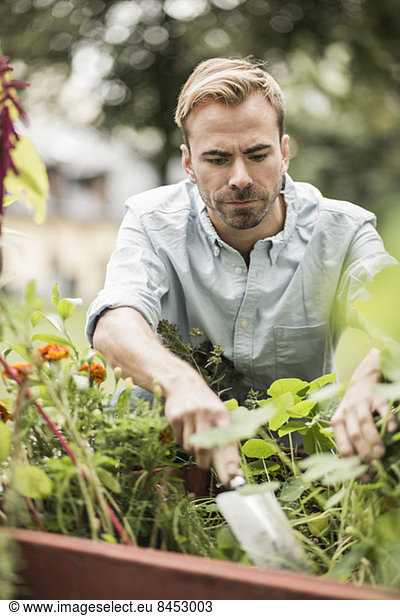 Mid Erwachsene Mann Gartenarbeit im Freien