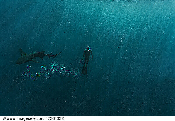 Mid erwachsenen Mann Schnorcheln mit Krankenschwester Hai im blauen Meer