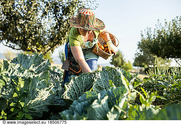 middle-aged woman harvesting her vegetable garden